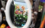 Salon Flore et Halle