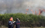 Feu de cannes à Sainte-Suzanne 31 août 2016