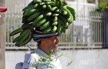 bananes de salazie 
