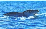 baleine au large de l'hermitage