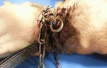 Tchoupie blessée par un collier étrangleur