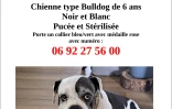 Une récompense de 1000 euros pour retrouver Georgette, une chienne disparue à l'Etang-Salé