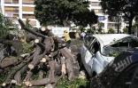Arbre