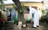 Chikungunya