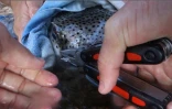Les Amis du Cap relâchaient le fugu à Saint-Paul. (Photos Thierry Peres)