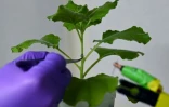 Une électrode reliée à un plant de tabac dans un laboratoire de l'université technologique Nanyang (NTU), le 24 mars 2021 à Singapour