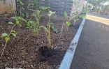 plantes endommagées