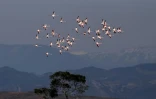 Des flamands roses dans la lagune de Divjaka-Karavasta, en Albanie, le 11 mars 2018