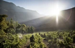 Un vignoble dans les montagnes Hottentots, le 23 février 2021, à Stellenbosch, en Afrique du Sud.
