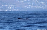 première caudale de baleine à bosse de la saison 2022