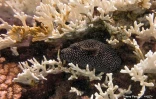  blanchissement du corail