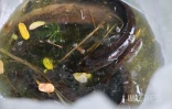 Sécheresse : le Sud Sauvage totalement à sec, poissons et crustacés en danger