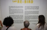 Exposition Re-Bird à l'Artothèque