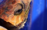 Tortues Kélonia 