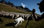 Gaétan Même et son chien Prudence, gros patou tranquille mais redoutable capteur à prédateurs, le 21 août 2018 