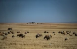 Des moutons paissent dans un champ de blé desséché, le 28 mai 2022 à Hassaké, dans le nord-est de la Syrie