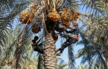 Récolte de dattes dans un champ du village de Janajah, dans la province de Babylone, le 4 septembre 2024 en Irak