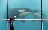 Au Marineland d'Antibes (Alpes-Maritimes), le 17 mars 2016 