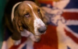 Un basset au plus grand coucours de beauté canine du monde, Crufts, à Birmingham, le 9 mars 2017
