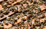 Le Port : les abeilles sentinelles sont à l'honneur