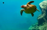 Les journées réunionnaises des tortues marines ont lieu ce week-end à Kélonia