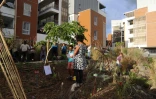 Jardin partagés à La Possession
