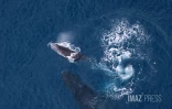 baleines septembre 2023