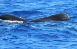 Saint-Gilles : observation rare de globicéphales à La Réunion