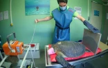 Une nouvelle collision entre une tortue et un bateau