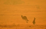 Des kangourous dans la fumée des incendies de forêts, le 4 janvier 2020 près de Cooma, en Australie