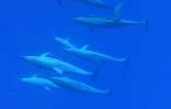 dauphins approche des cétacés