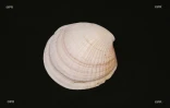 Coquillages