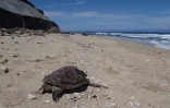 Une jeune tortue retrouvée échouée à cause d'un fil de pêche