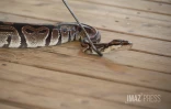 Serpents, nouveaux animaux de compagnie... les pompiers de La Réunion formés aux risques animaliers