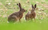 Le lapin a la faculté de s'étendre rapidement: jusqu'à 7 portées annuelles, de 5 lapereaux en moyenne chacune, et une maturité sexuelle dès l'âge de 3-4 mois