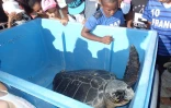 Kélonia : la tortue Evelyne remise en liberté