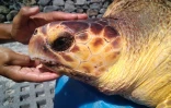 Les tortues caouannes de Kélonia à la pêche aux infos