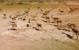 Des gazelles de Rhim dans la réserve de Sawa, le 8 juin 2022 en Irak