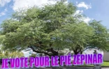 arbre