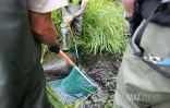 Sécheresse : le Sud Sauvage totalement à sec, poissons et crustacés en danger
