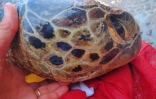 Kelonia : trois tortues ont perdu la vie, les recherches se poursuivent