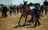 Parade de chevaux lors des courses de Birdsville, le 31 août 2018 en Australie