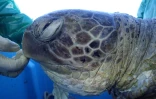 Une tortue verte tuée par une hélice