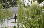 dégats cyclone Belal chez une agricultrice 