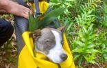 Saint-André : un chien tombé dans une ravine sauvé après quatre jours de souffrances