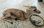Photo fournie par la réserve de Sawa, le 27 mai 2022, d'une jeune gazelle de Rhim recevant des soins au centre médical