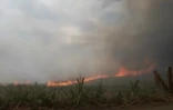 Saint-André : vaste feu dans un champ de canne, des habitants évacués