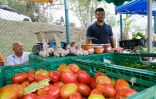 Saint-Paul : clap de fin pour la fête de l'agri-culture 2024