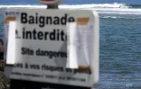 Surf