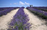 Des visiteurs dans un champ de lavande à Sale San Giovanni, près de Cuneo, dans le nord-ouest de l'Italie, le 29 juin 2021